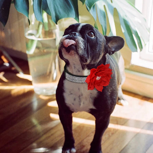 Crystal Floral Collar