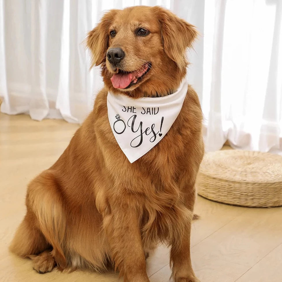 Pawsome Celebration Bandana